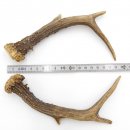Reh Geweih Stangen Paar Rehstangen 2 Stück Länge 18 cm 14.2.448