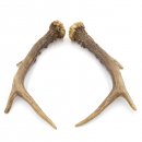 Reh Geweih Stangen Paar Rehstangen 2 Stück Länge 18 cm 14.2.448
