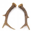 Reh Geweih Stangen Paar Rehstangen 2 Stück Länge 18 cm 14.2.448