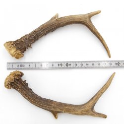 Reh Geweih Stangen Paar Rehstangen 2 Stück Länge 18 cm 14.2.448