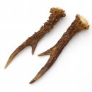 Reh Geweih Stangen Paar Rehstangen 2 Stück Länge 19 cm 14.2.449