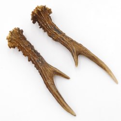 Reh Geweih Stangen Paar Rehstangen 2 Stück Länge 19 cm 14.2.449