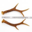 Reh Geweih Stangen Paar Rehstangen 2 Stück Länge 22 cm 14.2.450