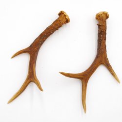 Reh Geweih Stangen Paar Rehstangen 2 Stück Länge 22 cm 14.2.450