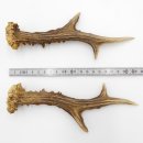 Reh Geweih Stangen Paar Rehstangen 2 Stück Länge 20 cm 14.2.451