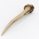 Rehstange Länge 11 cm Reh Geweihestange Geweih Stange Rehgehörn Gehörn 14.1.258