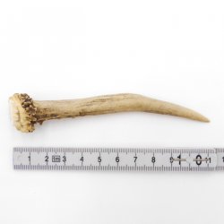 Rehstange Länge 11 cm Reh Geweihestange Geweih Stange Rehgehörn Gehörn 14.1.258