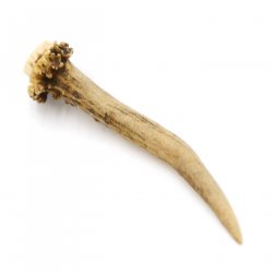 Rehstange Länge 11 cm Reh Geweihestange Geweih Stange Rehgehörn Gehörn 14.1.258