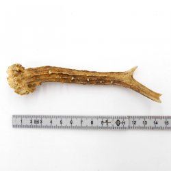 Rehstange Länge 14 cm Reh Geweihestange Geweih Stange Rehgehörn Gehörn 14.1.261