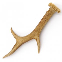 Rehstange Länge 22 cm Reh Geweihestange Geweih Stange Rehgehörn Gehörn 14.1.264