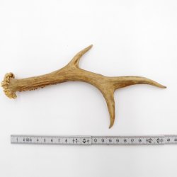 Rehstange Länge 22 cm Reh Geweihestange Geweih Stange Rehgehörn Gehörn 14.1.264