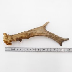 Rehstange Länge 20 cm Reh Geweihestange Geweih Stange Rehgehörn Gehörn 14.1.266