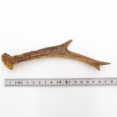 Rehstange Länge 17 cm Reh Geweihestange Geweih...