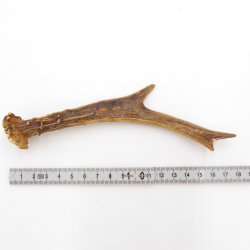 Rehstange Länge 17 cm Reh Geweihestange Geweih Stange Rehgehörn Gehörn 14.1.267