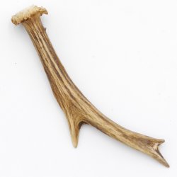 Rehstange Länge 17 cm Reh Geweihestange Geweih Stange Rehgehörn Gehörn 14.1.267