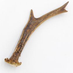 Rehstange Länge 17 cm Reh Geweihestange Geweih Stange Rehgehörn Gehörn 14.1.267