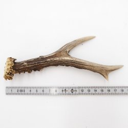 Rehstange Länge 19 cm Reh Geweihestange Geweih Stange Rehgehörn Gehörn 14.1.268
