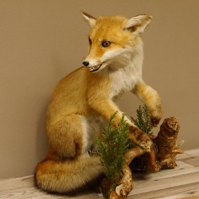 Fuchs Rotfuchs sitzend mit offenem Fang Präparat Tierpräparat Tiertrophäe 89.8.176