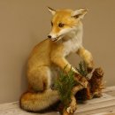Fuchs Rotfuchs sitzend mit offenem Fang Präparat...