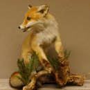 Fuchs Rotfuchs sitzend mit offenem Fang Präparat Tierpräparat Tiertrophäe 89.8.176