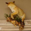 Fuchs Rotfuchs sitzend mit offenem Fang Präparat Tierpräparat Tiertrophäe 89.8.176