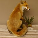 Fuchs Rotfuchs sitzend mit offenem Fang Präparat Tierpräparat Tiertrophäe 89.8.176