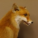 Fuchs Rotfuchs sitzend mit offenem Fang Präparat Tierpräparat Tiertrophäe 89.8.176