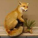 Fuchs Rotfuchs sitzend mit offenem Fang Präparat Tierpräparat Tiertrophäe 89.8.176
