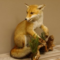 Fuchs Rotfuchs sitzend mit offenem Fang Präparat Tierpräparat Tiertrophäe 89.8.176