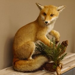 Fuchs Rotfuchs sitzend mit offenem Fang Präparat Tierpräparat Tiertrophäe 89.8.176