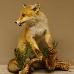 Fuchs Rotfuchs sitzend mit offenem Fang Präparat Tierpräparat Tiertrophäe 89.8.176
