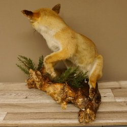 Fuchs Rotfuchs sitzend mit offenem Fang Präparat Tierpräparat Tiertrophäe 89.8.176