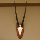 Oryx (Oryx gazella) Hornlänge 81,5 cm Antilope Spießbock Afrika Schädeltrophäe Schild 88.3.108