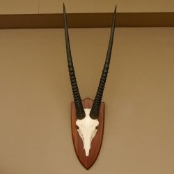 Oryx (Oryx gazella) Hornlänge 81,5 cm Antilope Spießbock Afrika Schädeltrophäe Schild 88.3.108