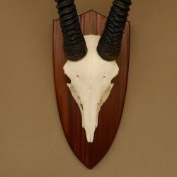 Oryx (Oryx gazella) Hornlänge 81,5 cm Antilope Spießbock Afrika Schädeltrophäe Schild 88.3.108