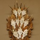 10 Stück Rehgeweihe Rehbocke Reh Bock Geweihe auf großem Trophäenschild 22.1277