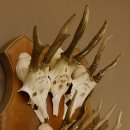10 Stück Rehgeweihe Rehbocke Reh Bock Geweihe auf großem Trophäenschild 22.1277