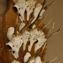 10 Stück Rehgeweihe Rehbocke Reh Bock Geweihe auf großem Trophäenschild 22.1277