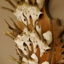 10 Stück Rehgeweihe Rehbocke Reh Bock Geweihe auf großem Trophäenschild 22.1277