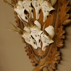 10 Stück Rehgeweihe Rehbocke Reh Bock Geweihe auf großem Trophäenschild 22.1277