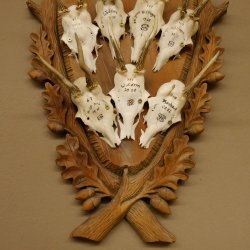 10 Stück Rehgeweihe Rehbocke Reh Bock Geweihe auf großem Trophäenschild 22.1277