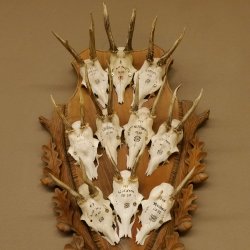 10 Stück Rehgeweihe Rehbocke Reh Bock Geweihe auf großem Trophäenschild 22.1277