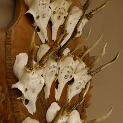 10 Stück Rehgeweihe Rehbocke Reh Bock Geweihe auf großem Trophäenschild 22.1277