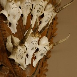 10 Stück Rehgeweihe Rehbocke Reh Bock Geweihe auf großem Trophäenschild 22.1277