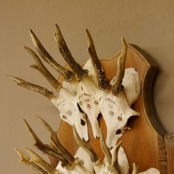 10 Stück Rehgeweihe Rehbocke Reh Bock Geweihe auf großem Trophäenschild 22.1277