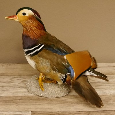 Mandarinente Standpräparat Präparat Höhe 25 cm Trophäe Deko Ente taxidermy 90.58.7