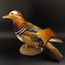 Mandarinente Standpräparat Präparat Höhe 25 cm Trophäe Deko Ente taxidermy 90.58.7