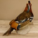 Mandarinente Standpräparat Präparat Höhe 25 cm Trophäe Deko Ente taxidermy 90.58.7