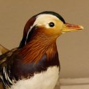 Mandarinente Standpräparat Präparat Höhe 25 cm Trophäe Deko Ente taxidermy 90.58.7