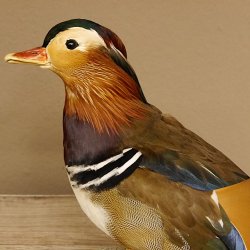Mandarinente Standpräparat Präparat Höhe 25 cm Trophäe Deko Ente taxidermy 90.58.7
